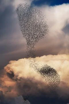 Flocks in formation Stock Photos