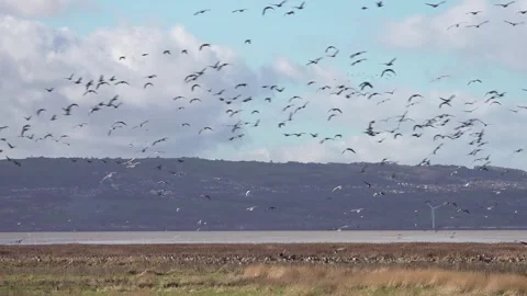 Flocks of geese arrive at the Dee Estuary, Parkgate, Cheshire, England Stock Footage 282916345