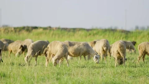 Flocks graze in the grass Stock Footage 258189324