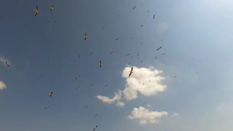 Flocks large white-black birds flying in sky with clouds. Stock Footage 230901637