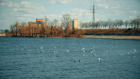 Flocks with many seagulls flying over blue water Stock Footage 71121281