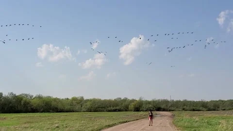 Flocks of migratory birds of geese in the field and a girl in the distance on a Stock Footage 154655428