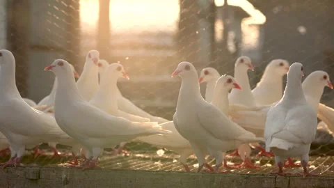 Flocks of Pigeons in the Setting Sun Stock Footage 330174909