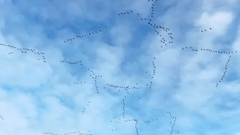 Flocks of pink footed geese migrate in V formation, England Vídeos de archivo 295274720