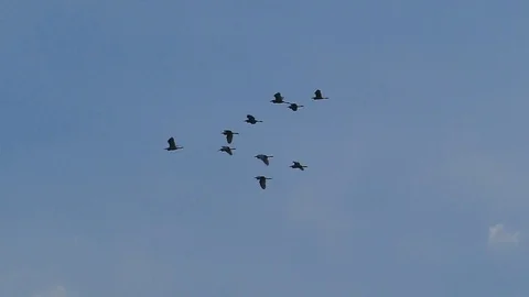 Flocks of Red Pelicans flying Stock Footage 72109988