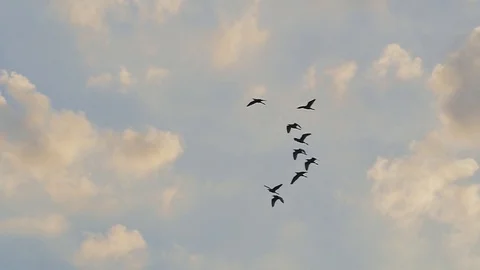 Flocks of Red Pelicans flying Video stock 72131247
