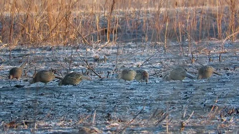 Flocks of Ring necked Pheasants Stock Footage 113244686