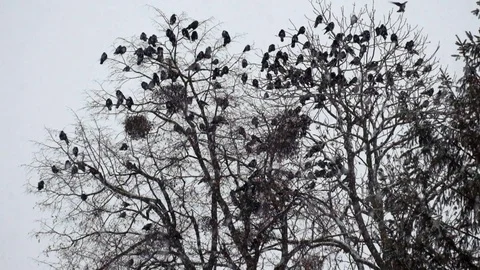 Flocks of Rooks are sitting on a tree during a snowfall Stock Footage 101202406