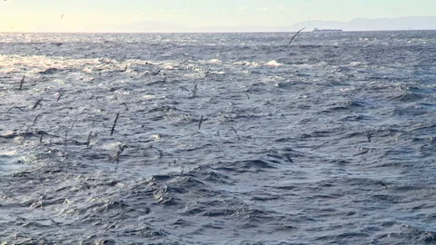 Flocks of seabirds flying over the ocean Stock Footage 161807532