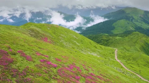 Flocks of sheep in the alps Video stock 170764542