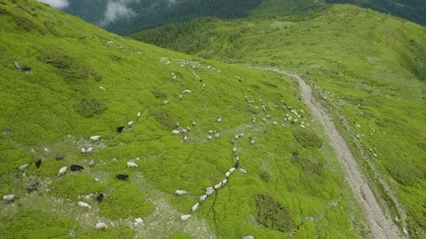 Flocks of sheep in the alps Stock Footage 170764692
