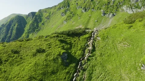 Flocks of sheep in the alps Stock Footage 170765016
