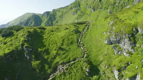 Flocks of sheep in the alps Stock Footage 170765068