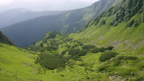Flocks of sheep in the alps Stock Footage 170765100