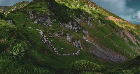 Flocks of sheep in the alps Stock Footage 170766901