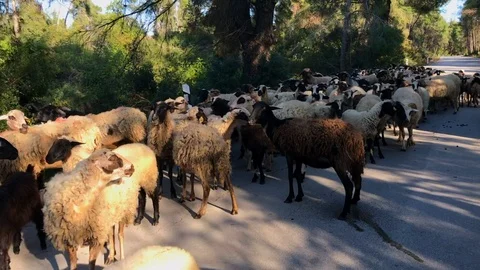 Flocks of sheep back into the stall on the road Video stock 109150489