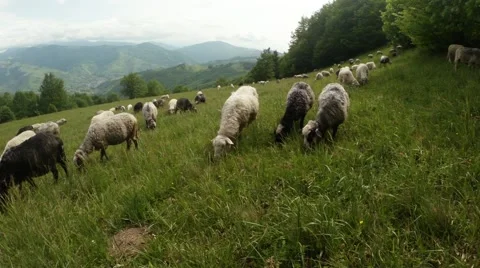 Flocks of sheep grazing on mountain meadows Stock Footage 40482970