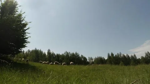Flocks of sheep grazing on mountain meadows Stock Footage 40548852