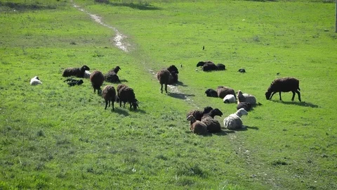 Flocks of sheep grazing in pasture Stock-Footage 107971479