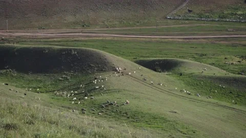 Flocks of sheep grazing on a plain Stock Footage 311725876