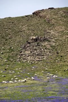 Flocks of sheep grazing in the steppes of Mongolia Foto stock
