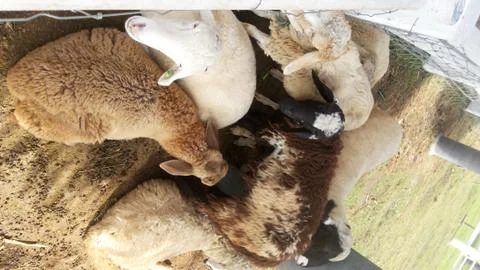 Flocks of sheep 库存照片