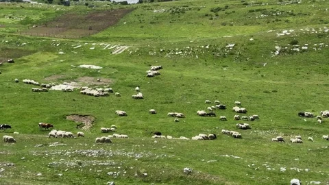 Flocks of sheep spread across a wide green pasture in Durmitor Montenegro Stock Footage 344900854