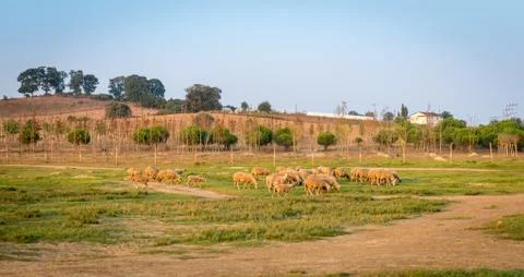 Flocks of sheep in Turkey Stock Photos