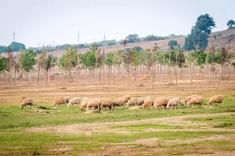 Flocks of sheep in Turkey Foto stock