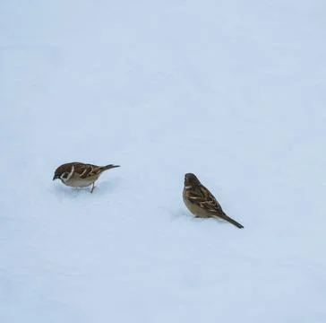 Flocks of small house sparrows looking for food in the snow during a blizzard Stock Photos
