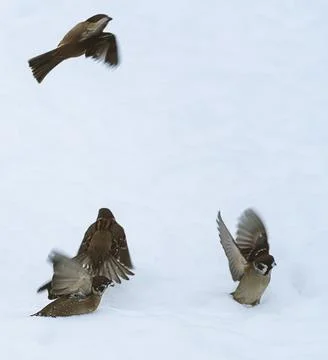 Flocks of small house sparrows looking for food in the snow during a blizzard 스톡 사진