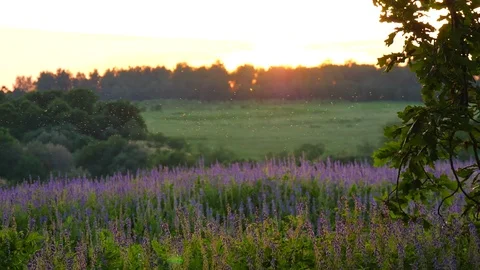 Flocks of small midges fly against backdrop sunset summer landscape green forest Stock Footage 119866505