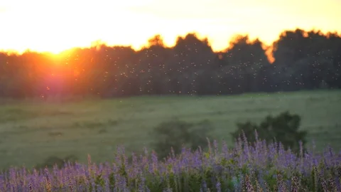 Flocks of small midges fly against backdrop of sunset summer landscape Stock Footage 119867397