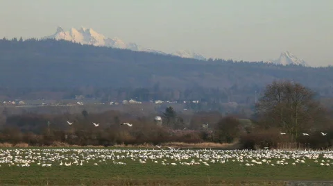 Flocks of snow geese Stock Footage 643092