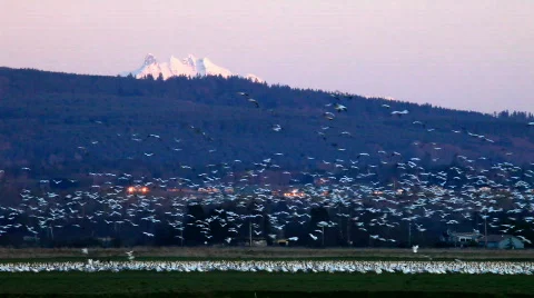 Flocks of snow geese Stock Footage 643250