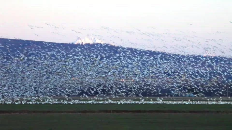Flocks of snow geese Stock Footage 643284