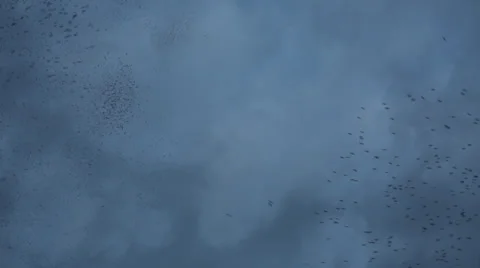 Flocks of starlings 2 Stock Footage 34436760