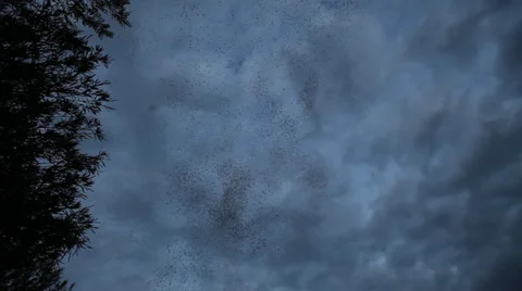 Flocks of starlings Video stock 34420037