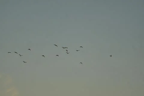 Flocks of swallows at cloudless sunset Photos