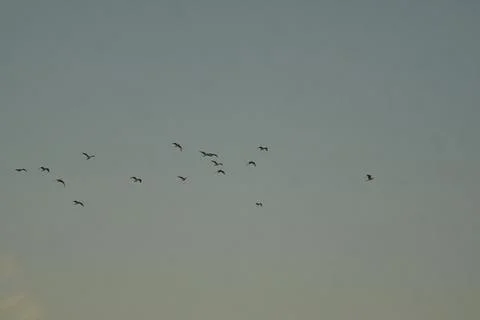 Flocks of swallows at cloudless sunset Stockfoto's