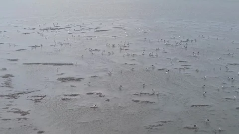 Flocks of wading Asian openbill birds wade through shallow, muddy water Stock Footage 344816232