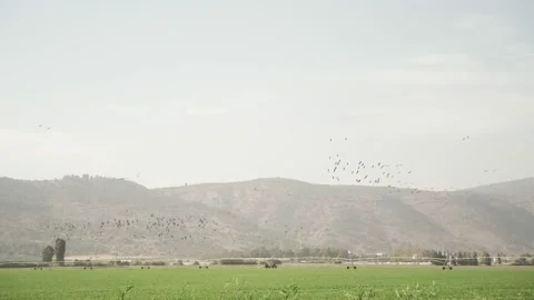 Flocks of white storks flying over green farms and agricultural fields and land Stock Footage 195363464