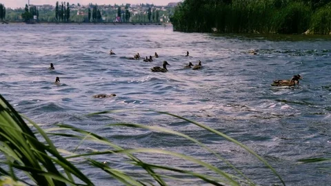 Flocks of wild ducks eating white bread and swimming in city reservoir. 4K Stock Footage 77557252