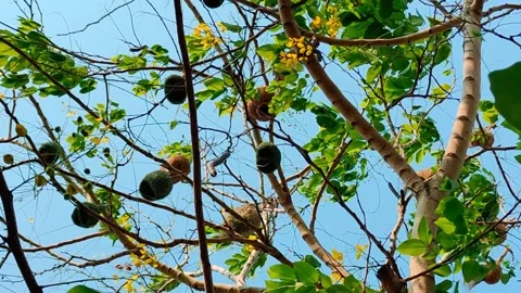 Flocks of wild pigeons and sparrows flitted about in the sky Stock-Footage 250174132