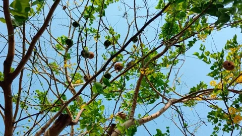 Flocks of wild pigeons and sparrows flitted about in the sky Stock-Footage 250174133