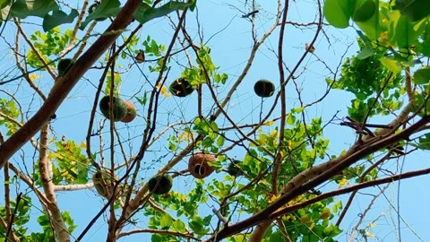 Flocks of wild pigeons and sparrows flitted about in the sky 動画素材 250174135