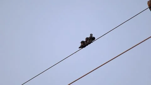 Flocks of wild pigeons and sparrows flitted about in the sky Stock-Footage 250174136