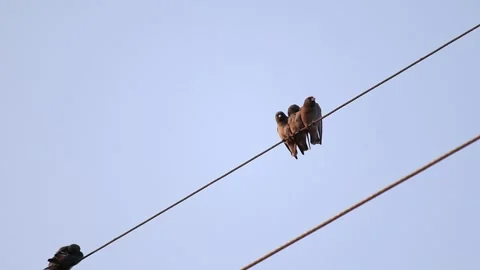 Flocks of wild pigeons and sparrows flitted about in the sky Stock-Footage 250174143