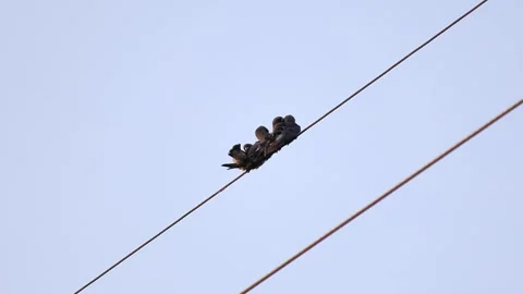 Flocks of wild pigeons and sparrows flitted about in the sky Stock-Footage 250174152