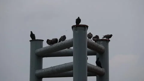 Flocks of wild pigeons and sparrows flitted about in the sky 動画素材 250174158